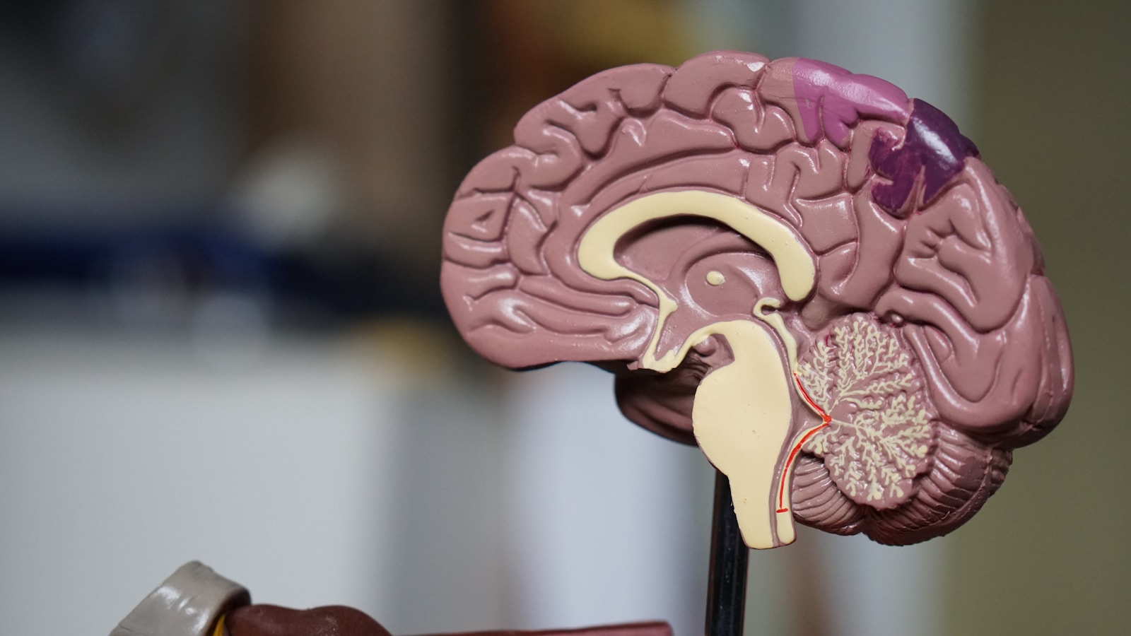 Visualisierung neuronaler Netzwerke und Entscheidungsprozesse im Gehirn